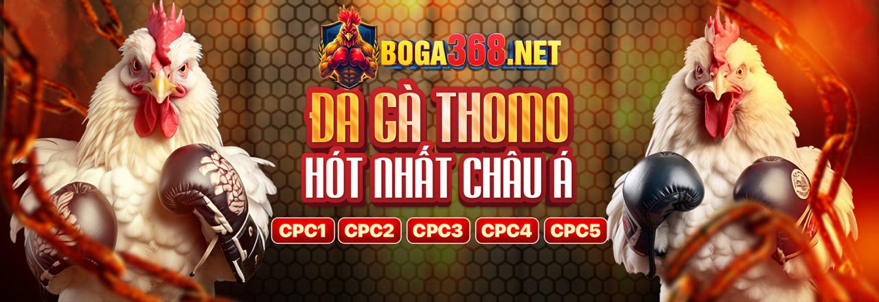 Hình ảnh hoàn trả cược đá gà hàng tuần